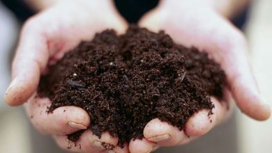 Photo of [know about home remedies of black soil for skin and pain] | [काली मिट्टी का लेप इन बीमारियों के लिए है कारगर, जानें कैसे]