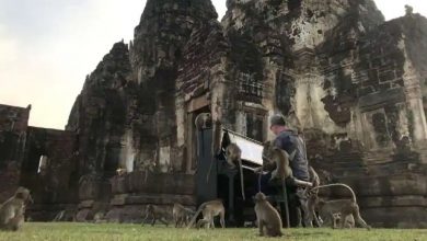 Photo of ดนตรีโดย Paul Barton ให้เข้ากับลิงป่าปล่อยให้กังวลเรื่องความหิวและเริ่มฟังเพลง