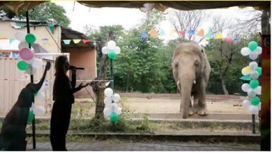 Photo of ช้างที่โดดเดี่ยวที่สุดของปากีสถาน Kaavan ทิ้งให้อินโดนีเซีย