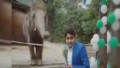 Photo of ช้าง Kaavan เล่นตลกกับนักข่าวปากีสถาน Video Goes Viral