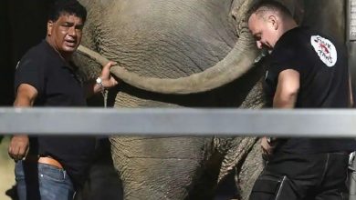 Photo of ความคิดริเริ่มของป๊อปสตาร์ Cher ประสบความสำเร็จ Kaavan ช้างที่โดดเดี่ยวที่สุดในโลกมีสหาย |  ในที่สุดป๊อปสตาร์ก็ได้รับการริเริ่มของ Cher ‘Kaavan’ กำจัดความสันโดษ ‘