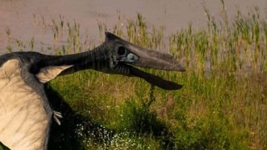 Photo of รู้ความลึกลับของไดโนเสาร์บิน  Flying Dinosaur: ไขปริศนาบรรพบุรุษของไดโนเสาร์บินได้แล้วรู้ว่าพวกเขาเป็นใคร