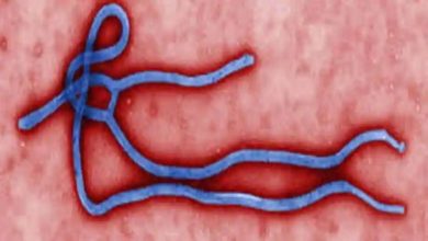 Photo of นักวิทยาศาสตร์ผู้ค้นพบโรคอีโบลาร้ายแรงกำลังเตือนว่าจะมีไวรัสเพิ่มขึ้นอีกในอนาคตอันใกล้ |  นักวิทยาศาสตร์อีโบลาเตือนไวรัสมรณะโควิด -19 จะมาในอนาคต