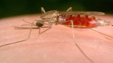 Photo of งานวิจัยโรคมาลาเรียระบุอินเดียรักษามาลาเรียได้นานก่อนที่โลกจะรู้วิธีรักษา |  การวิจัยโรคมาลาเรีย: โลกกำลังต่อสู้กับโรคมาลาเรียเป็นเวลาหลายพันปีอินเดียได้รับการรักษา