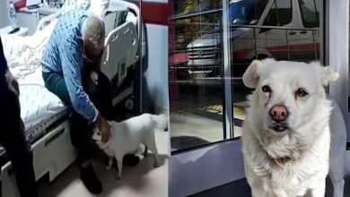 Photo of โบนบุ๊คสุนัขผู้ภักดีรอเจ้าของโรงพยาบาลนอกโรงพยาบาล 6 วันซึ่งได้รับบาดเจ็บเข้าโรงพยาบาล |  วิดีโอ: เจ้าของเข้ารับการรักษาในโรงพยาบาลสุนัขที่เลี้ยงไว้เฝ้าข้างนอกเป็นเวลา 6 วัน