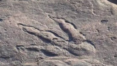 Photo of เด็กตัวเล็ก ๆ เดินเล่นบนชายหาดค้นพบรอยเท้าไดโนเสาร์ในเวลส์  เด็กหญิงตัวเล็ก ๆ ไปเดินเล่นที่ชายหาดของสหราชอาณาจักรประหลาดใจที่เห็นร่องรอยกรงเล็บของไดโนเสาร์