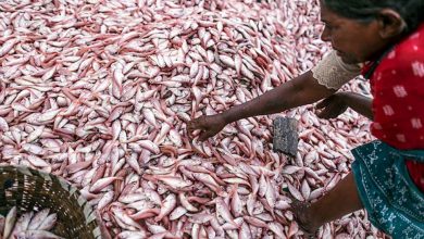 Photo of ไมโครพลาสติกพบในปลาชื่อดัง 7 ชนิดของประเทศเป็นพิษอันตรายต่อมนุษย์ |  Wried: Microplastic พบในปลาชื่อดัง 7 ชนิดของประเทศ ได้แก่ Bangdo, Bombil, Chembali เป็นพิษอันตรายสำหรับมนุษย์