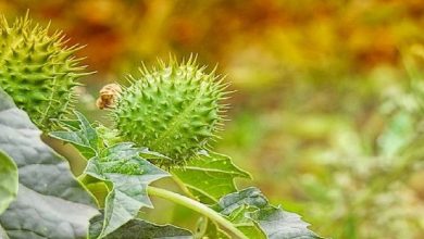 Photo of ข่าวสุขภาพวิธีใช้ datura เพื่อประโยชน์ต่อสุขภาพบุรุษประโยชน์พลังกายของ dhatura สำหรับ pcup ศีรษะล้าน  Dhatura เป็นประโยชน์สำหรับผู้ชายด้วยการกำจัดศีรษะล้านเพียงแค่ต้องใช้วิธีนี้