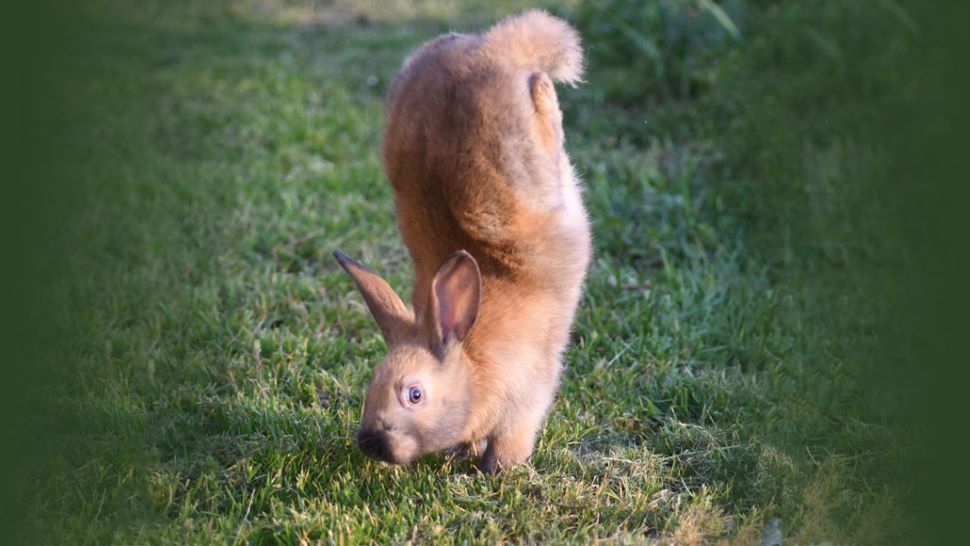 Alfort Rabbits เดินด้วยกรงเล็บแทนเท้านักวิทยาศาสตร์บอกเหตุผลเบื้องหลัง ...