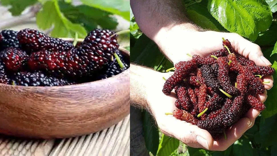 Photo of Shahtoot Or Mulberry บันทึกจาก Loo และให้ประโยชน์ต่อสุขภาพ 7 ประการเหล่านี้ rsup |  ผลไม้เช่นแมลงมีในฤดูร้อนการรับประทานจะไม่ทำให้ร้อนและประโยชน์จะดี