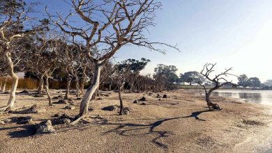 Photo of ถิ่นทุรกันดาร Ghost Forest แพร่กระจายไปตามชายฝั่งของรัฐนอร์ทแคโรไลนาในสหรัฐอเมริกา |  Ghost Forest: ป่าผีสิงที่เติบโตอย่างรวดเร็วในรัฐนี้มีพื้นที่ 21,000 เอเคอร์  นักวิทยาศาสตร์ตกใจ