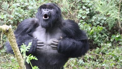 Photo of Gorilla Chest Beating รู้เหตุผลที่แท้จริงเบื้องหลังการตีหน้าอกเพื่อถ่ายทอดข่าววิทยาศาสตร์ความแข็งแกร่ง |  Gorilla Chest Beating: นี่คือรหัสของการสนทนาของกอริลล่าในป่าทึบรู้เหตุผลที่แท้จริงที่อยู่เบื้องหลังการตี Sina