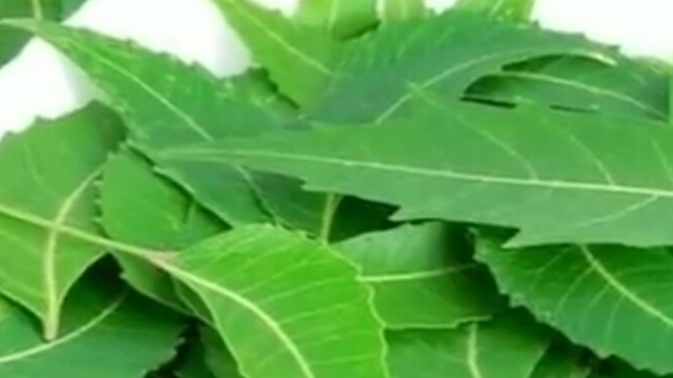 ประโยชน์ด้านสุขภาพที่น่าอัศจรรย์ของสะเดาคีแพตตี้สะเดา ke patte ke fayde