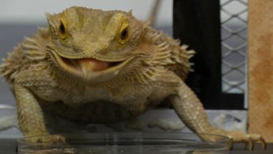 Photo of ยีนเปลี่ยนไปใน Bearded Dragon Lizard เมื่อความร้อนกระตุ้น Science News ล่าสุด |  Bearded Dragon: การเปลี่ยนแปลงอุณหภูมิเพศของสิ่งมีชีวิตนี้เปลี่ยนแปลงรู้ได้อย่างไร