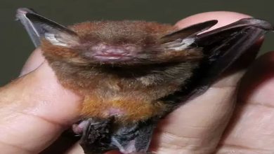 Photo of พบค้างคาวฟุตเทดในอินเดียครั้งแรกในเขตรักษาพันธุ์สัตว์ป่าเมกาลายา Coronavirus Science ข่าวล่าสุด |  Disk Footed Bat: ค้างคาวประหลาดที่พบในอินเดียกำลังเพิ่มการติดเชื้อ Coronavirus