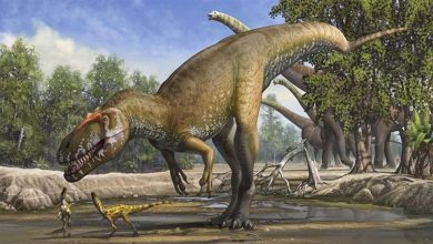 Photo of เมื่อหลายล้านปีก่อนไดโนเสาร์ที่ยิ่งใหญ่สูญพันธุ์ไปอย่างไรข่าวล่าสุด |  นักวิทยาศาสตร์เปิดเผยครั้งใหญ่!  เมื่อหลายล้านปีก่อนไดโนเสาร์ที่ยิ่งใหญ่ได้สิ้นสุดลงบนโลก