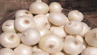 Photo of ประโยชน์ต่อสุขภาพของหัวหอมสีขาวปลอดภัย pyaj khane ke fayde ใน hindi brmp |  ประโยชน์ต่อสุขภาพของหัวหอมสีขาว: ผู้ชายควรบริโภคหัวหอมสีขาวในช่วงฤดูร้อนประโยชน์จะทำให้คุณประหลาดใจ!