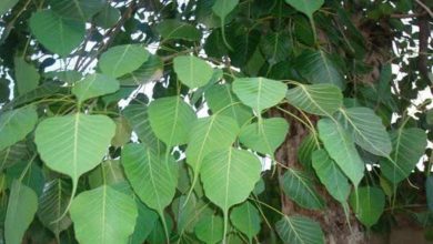 Photo of Pipal Leaf ช่วยในการเพิ่มระดับออกซิเจนรู้ประโยชน์ของ Pipal Leaf SPUP |  ใบปี๊บมีประโยชน์ต่อปอดรู้ประโยชน์อัศจรรย์