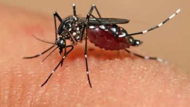 Photo of Dengue ke lakshan ไข้เลือดออกพบบ่อยมากในฤดูนี้รู้อาการและมาตรการป้องกัน pcup |  ไข้เลือดออกอาจทำให้เกิดไข้ได้เช่นกันระบุด้วยวิธีนี้ถ้าทำเสร็จก็ทำงานนี้