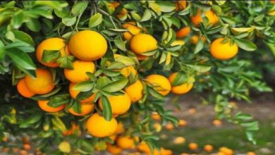 Photo of เคล็ดลับสุขภาพผลข้างเคียงของส้มที่มีต่อสุขภาพของคุณการรับประทานส้มมาก ๆ ไม่ดีต่อคุณเสียเปรียบ santara pcup |  หากคุณกำลังรับประทานส้มอย่างดุเดือดเพื่อเพิ่มภูมิคุ้มกันให้หยุดพักและรับรู้ข้อเสียที่ยิ่งใหญ่ของมัน