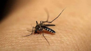 Photo of Dengue ke lakshan aur bachav ka tarika อาการไข้เลือดออกและข้อควรระวังในภาษาฮินดี  ที่ที่คุณคิดว่าโคโรนาไม่ใช่ไข้เลือดออก?  รู้อาการและการป้องกัน