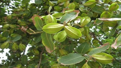 Photo of ประโยชน์ของต้นไม้ Terminalia arjuna ในร่างกายมนุษย์ ปัญหาหัวใจ โรคอ้วน โรคหลอดเลือดหัวใจตีบ ปวด ข่าวสุขภาพ ngmp |  หากคุณดื่มยาต้มที่บ้านนี้ หัวใจจะแข็งแรง!  ถือว่ายาครอบจักรวาลในอายุรเวท