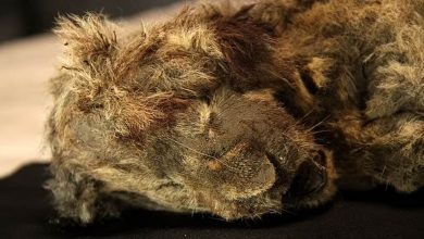 Photo of พบลูกสิงโตยุคน้ำแข็งในไซบีเรีย  พบสิงโต ฟัน และขนอายุ 28,000 ปี ถูกฝังในหิมะ สร้างความประหลาดใจให้นักวิทยาศาสตร์