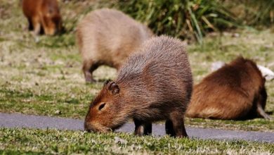 Photo of หนูที่ใหญ่ที่สุดในโลก Capybaras โจมตีภายใน Nordelta Argentina |  หนูที่ใหญ่ที่สุดในโลก ‘แก้แค้น’ กับมนุษย์ทำลายเมืองนี้
