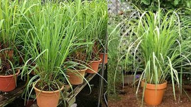 Photo of Citronella Plants dengue Lemon Grass พืชที่มีประโยชน์ซึ่งทำหน้าที่เป็นสารให้ความสดชื่นในห้องของคุณ ukup |  หากพืชชนิดนี้ไม่อยู่ในกระถางของคุณ พืชชนิดนี้จะทำงานโดย Room Freshner ซึ่งช่วยในการป้องกันโรคไข้เลือดออก