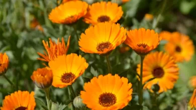 Photo of ประโยชน์ต่อสุขภาพของ Calendula ผมร่วง ผมร่วง เคล็ดลับ Pot Marigold อายุรเวท |  ดอกดาวเรือง: ดอกดาวเรืองจะช่วยบรรเทาอาการผมร่วงได้ และยังมีประสิทธิภาพต่อผิวหนังมากอีกด้วย