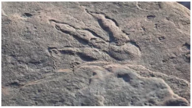 Photo of นักวิทยาศาสตร์พบรอยเท้าไดโนเสาร์มากกว่า 1,000 รอยในชิลี |  พบรอยเท้าไดโนเสาร์มากกว่า 1,000 รอยในชิลี นักวิทยาศาสตร์ยังแปลกใจเมื่อเห็นขนาด