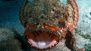 Photo of เยาวชนออสเตรเลียควีนส์แลนด์เล่นกับปลาที่มีพิษมากที่สุดในโลก Stonefish |  ปลาหิน: บุคคลนี้ได้พบกับสิ่งมีชีวิตที่มีพิษร้ายแรงที่สุดในโลก แล้วมีบางอย่างเกิดขึ้นที่…