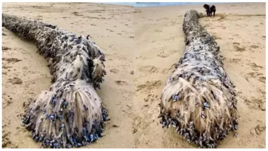 Photo of พบซากสัตว์ลึกลับที่ชายหาดในซิดนีย์ นักวิทยาศาสตร์ยังประหลาดใจ |  พบซากสัตว์ลึกลับที่ชายหาดในซิดนีย์ นักวิทยาศาสตร์ยังประหลาดใจที่เห็นเนื้อสัมผัส