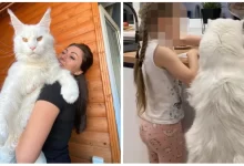 Photo of แมวที่เก่งที่สุดในโลกในรัสเซีย ส่วนสูงของเธอจะทำให้คุณตะลึง |  นี่คือแมวที่ยาวที่สุดในโลก!  สูงจนต้องตกใจ