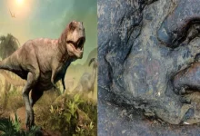Photo of ไดโนเสาร์จีน พบรอยเท้ากว่า 4300 รอย ยุคจูราสสิคและครีเทเชียส |  รอยเท้าไดโนเสาร์: รอยเท้าไดโนเสาร์อายุ 150 ล้านปีที่พบในจีน นักวิทยาศาสตร์กำลังสืบสวน