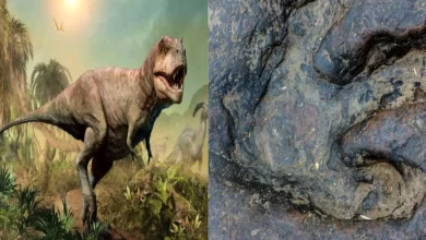 Photo of ไดโนเสาร์จีน พบรอยเท้ากว่า 4300 รอย ยุคจูราสสิคและครีเทเชียส |  รอยเท้าไดโนเสาร์: รอยเท้าไดโนเสาร์อายุ 150 ล้านปีที่พบในจีน นักวิทยาศาสตร์กำลังสืบสวน