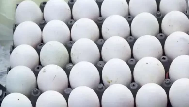 Photo of ไข่ไก่ที่เลี้ยงในบ้านอาจเป็นอันตรายต่อสุขภาพ สัตว์ปีก ฟาร์ม ไก่ ไข่