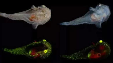 Photo of มนุษย์ต่างดาวเหมือนปลาตาเรืองแสงสีเขียวเรืองแสงสีเขียวที่ค้นพบใกล้ชายฝั่งกรีนแลนด์ |  Alien Fish : ปลาคล้ายเอเลี่ยนที่เห็นในมหาสมุทร ตาสว่างเหมือนเรเดียม ทำให้นักวิทยาศาสตร์ประหลาดใจ