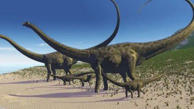 Photo of ไดโนเสาร์ที่ใหญ่ที่สุดที่เคยค้นพบฟอสซิลในยุโรป ฟอสซิลโครงกระดูกซอโรพอดที่ใหญ่ที่สุด