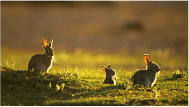 Photo of กระต่ายทำเงินรูปีให้ออสเตรเลียสูญเสียทุกปี |  กระต่ายที่มาเมื่อ 150 ปีก่อน กลายเป็นศัตรูตัวฉกาจของออสเตรเลีย ทำให้สูญเสีย 1,600 ล้านรูปีทุกปี