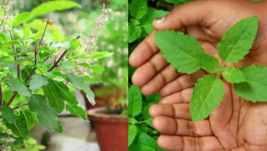 Photo of tulsi เป็นของขวัญที่ดีที่สุดสำหรับผิวหนังและโรคต่างๆ ที่รู้คุณสมบัติมากมายของมัน nsmp |  Tulsi เป็นประโยชน์สำหรับผิวหนังและโรคร้าย รู้คุณสมบัติมากมายของมัน