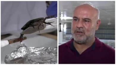 Photo of หนุ่มตุรกีหาเงินล้านจากการเลี้ยงแมงป่อง |  ชายตุรกีคนนี้ทำธุรกิจเลี้ยงแมงป่อง ทำเงินได้แสนรูปีทุกเดือนจากการขายยาพิษ