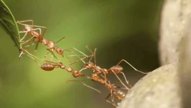 Photo of ตรวจพบจำนวนมด เรียนรู้ว่ามดมีความสำคัญต่อชีวิตมนุษย์อย่างไร โครงการวิจัยมด |  วิจัยเรื่องมด: มดมีจำนวนประชากรมากกว่ามนุษย์หลายเท่า เพราะรู้ว่าสิ่งเหล่านี้จะบินหนีไป