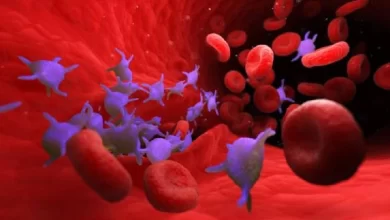 Photo of เพิ่มเกล็ดเลือดได้เร็วขึ้นในไข้เลือดออกและมาลาเรียโดยอาหารเหล่านี้ nsmp |  จำนวนเกล็ดเลือด: กิน 4 สิ่งนี้เพื่อเพิ่มเกล็ดเลือดอย่างรวดเร็วในโรคไข้เลือดออก-มาเลเรีย
